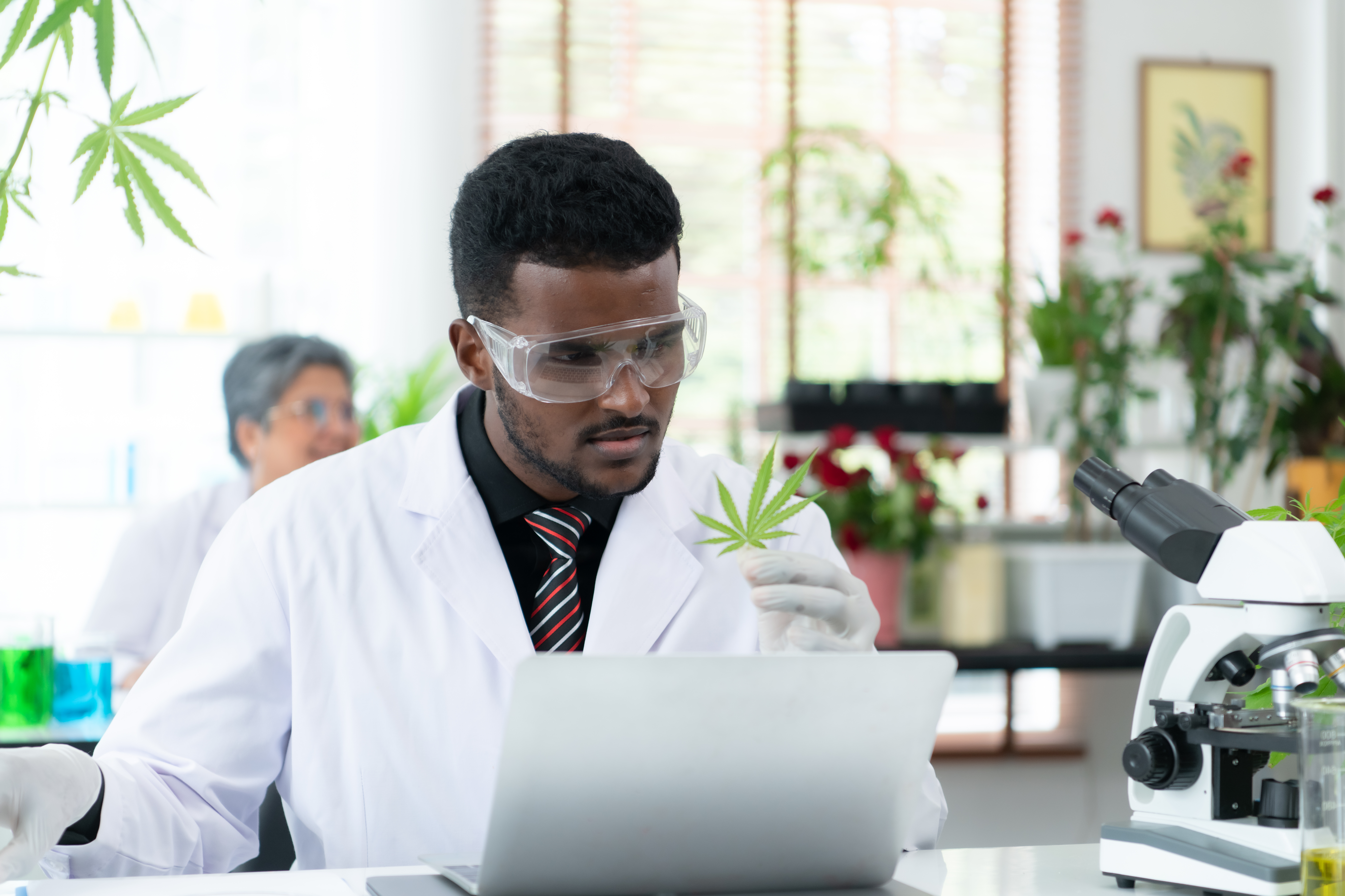 In the university science lab, researchers are analyzing studies on cannabis plants and performing chemical experiments on medicinal cannabis leaves.