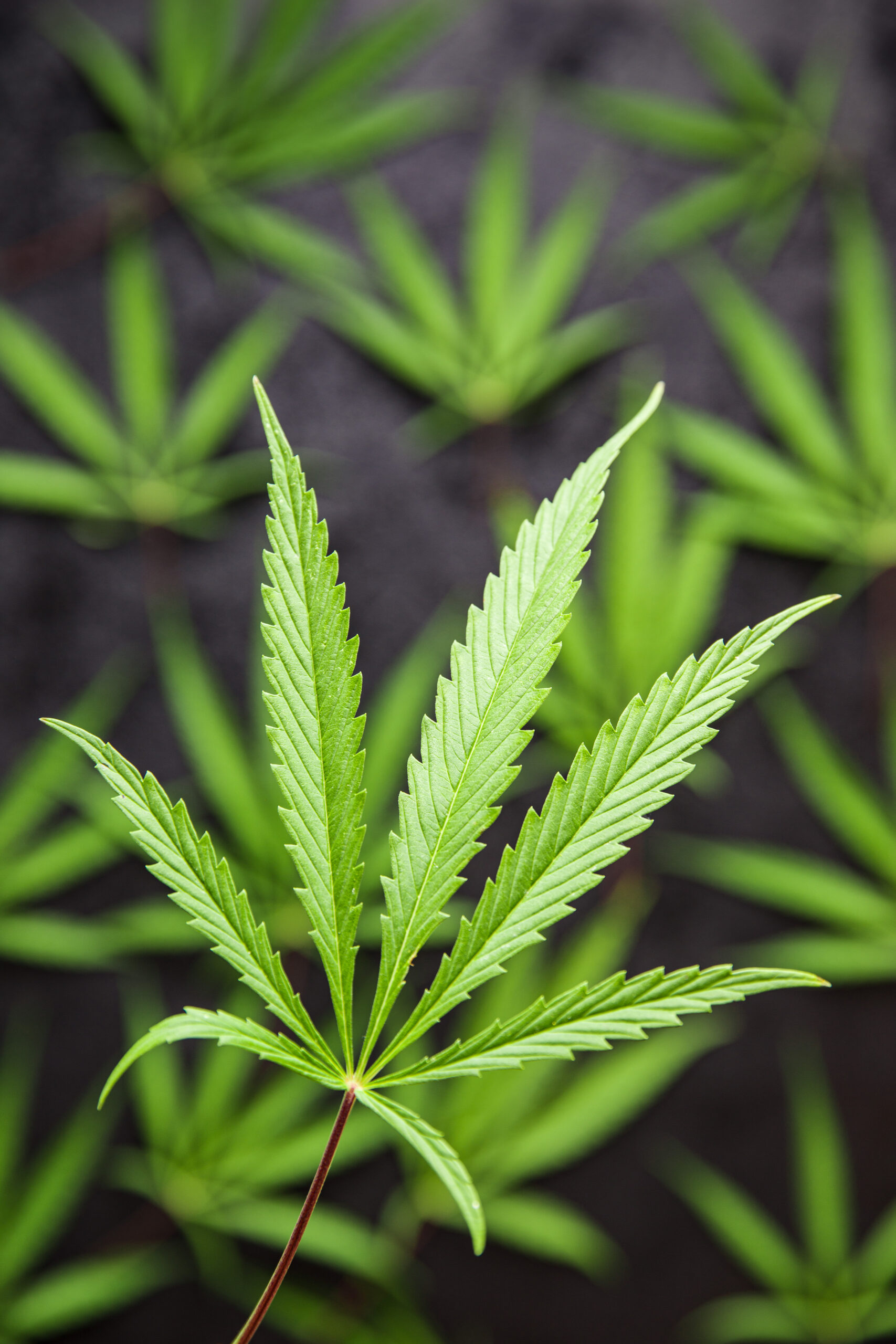 Marijuana cannabis leaves. Top view.