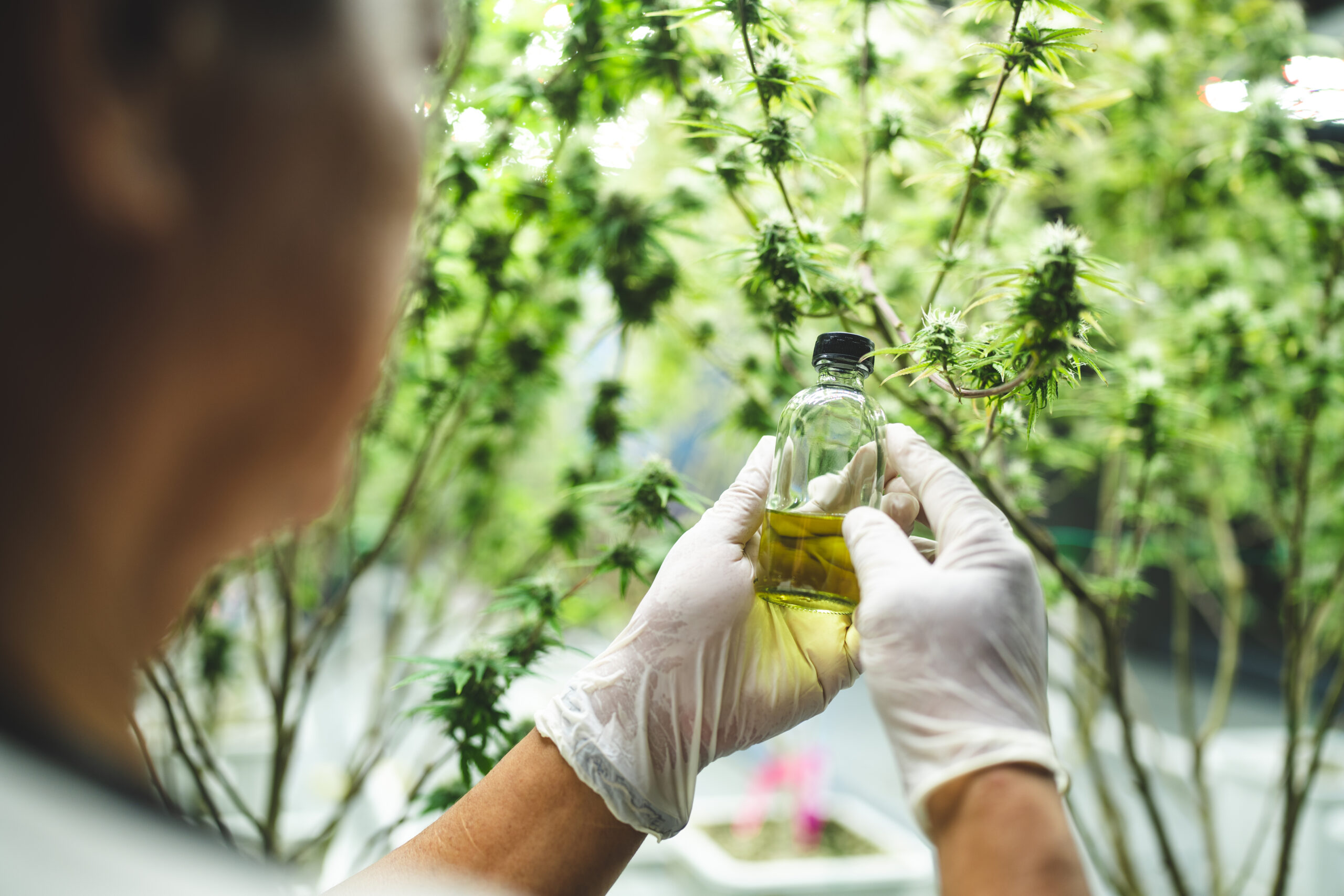 scientist checking on organic cannabis hemp plants in a weed greenhouse. Concept of legalization herbal for alternative medicine with CBD oil, commercial Pharmaceptical medicine business industry