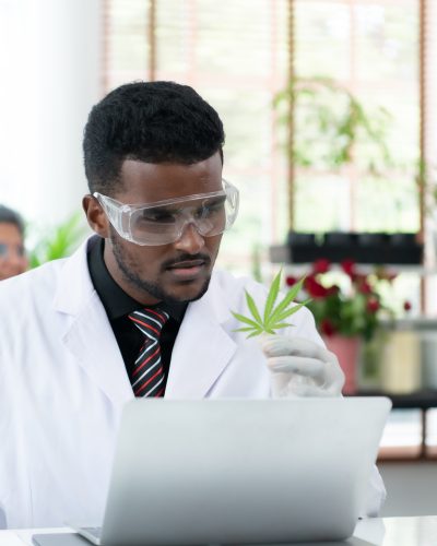 In the university science lab, researchers are analyzing studies on cannabis plants and performing chemical experiments on medicinal cannabis leaves.