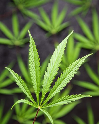 Marijuana cannabis leaves. Top view.