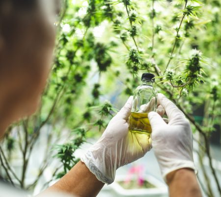 scientist checking on organic cannabis hemp plants in a weed greenhouse. Concept of legalization herbal for alternative medicine with CBD oil, commercial Pharmaceptical medicine business industry